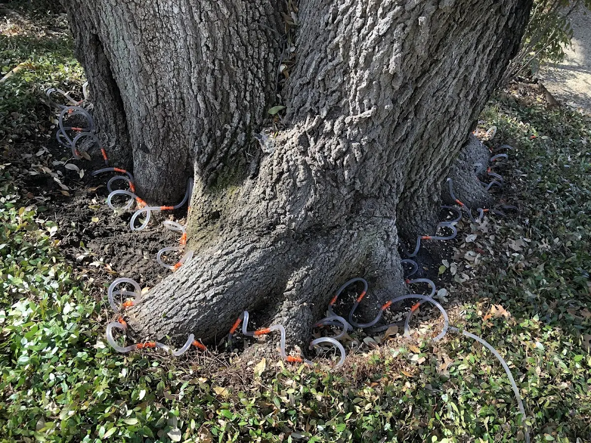 Detailed Tree Cabling and Bracing job site in Lubbock