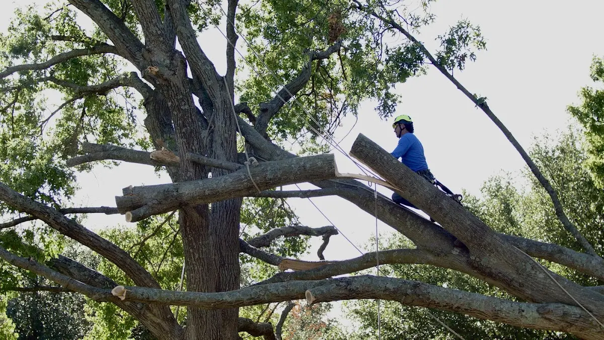 Professional Crown Thinning performed by certified arborists in Lubbock